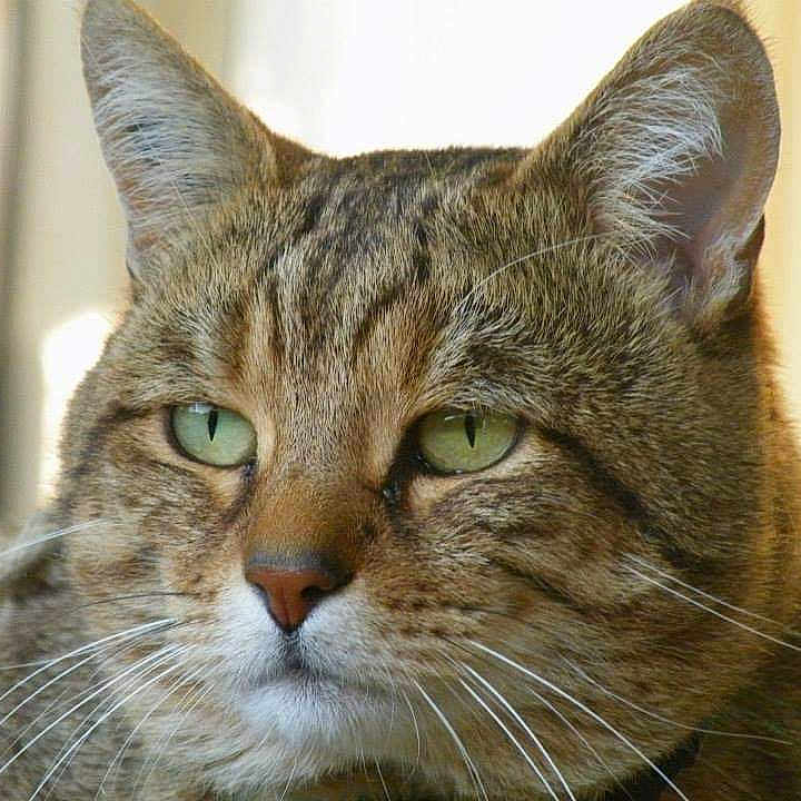 Lilou