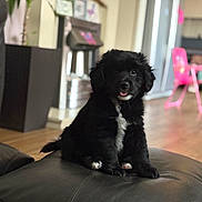 Ralph is registered to the contest to win money with this photo: puppy, dog, black_dog, pet, leather_ottoman, indoor, living_room, flooring, pink_chair, furniture, cute, sitting, tongue_out, fluffy, young_dog, domestic_animal, household, cozy, blurred_background, natural_light