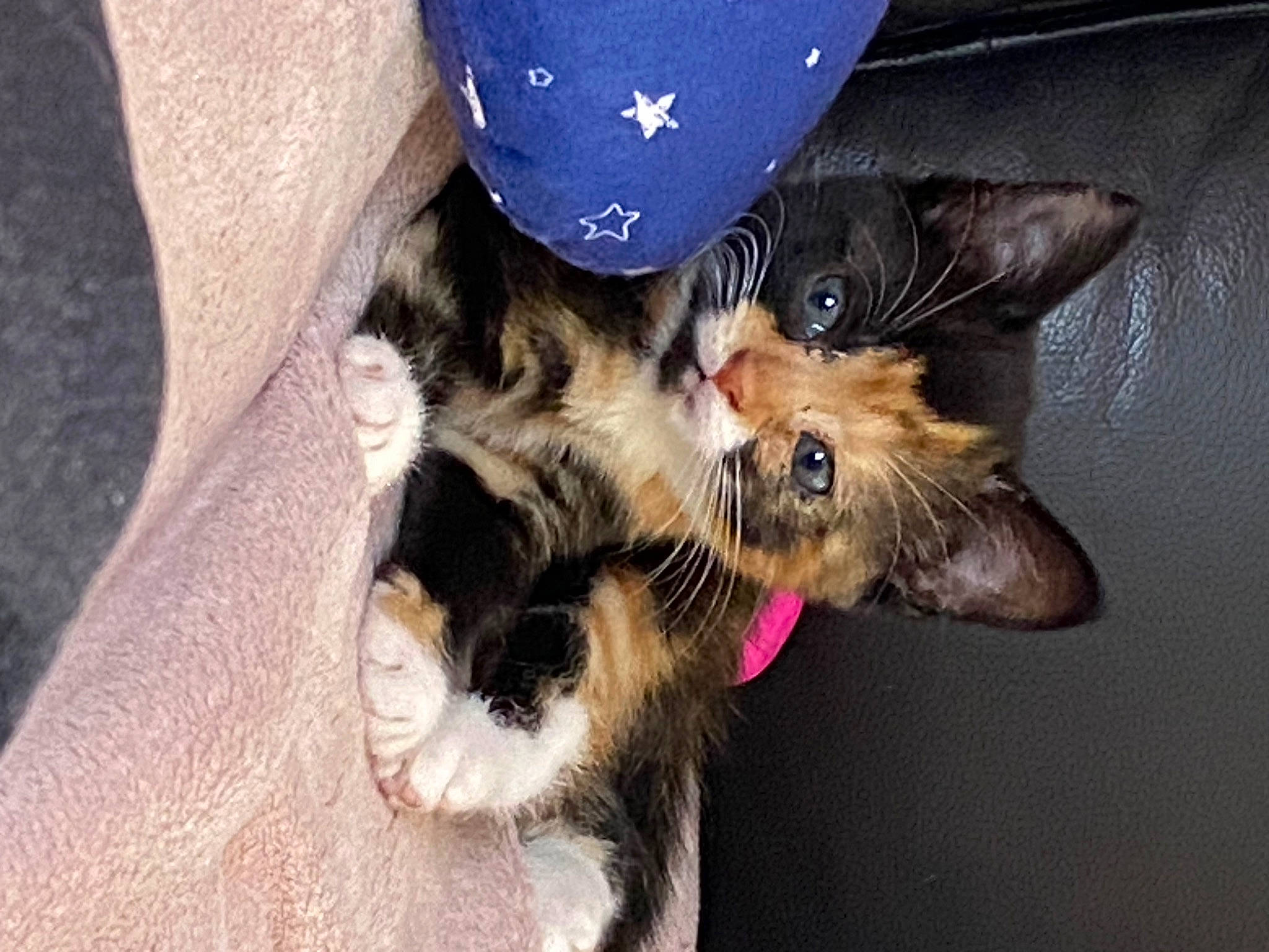 Yoko joined the competition — help win amazing prizes! carnivore, cat, companion_dog, dog_breed, domestic_short_haired_cat, ear, electric_blue, fawn, felidae, foot, fur, gesture, human_leg, lap, mammal, paw, small_to_medium_sized_cats, tail, vertebrate, whiskers