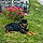 Romeo