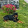 Romeo