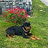 rottweiler, dog, grass, flower_basket, pink_flowers, chain_collar, house_wall, utility_meters, garden_hose, outdoor, pet, animal, canine, greenery, lawn, summer, resting, portrait, suburb, daylight