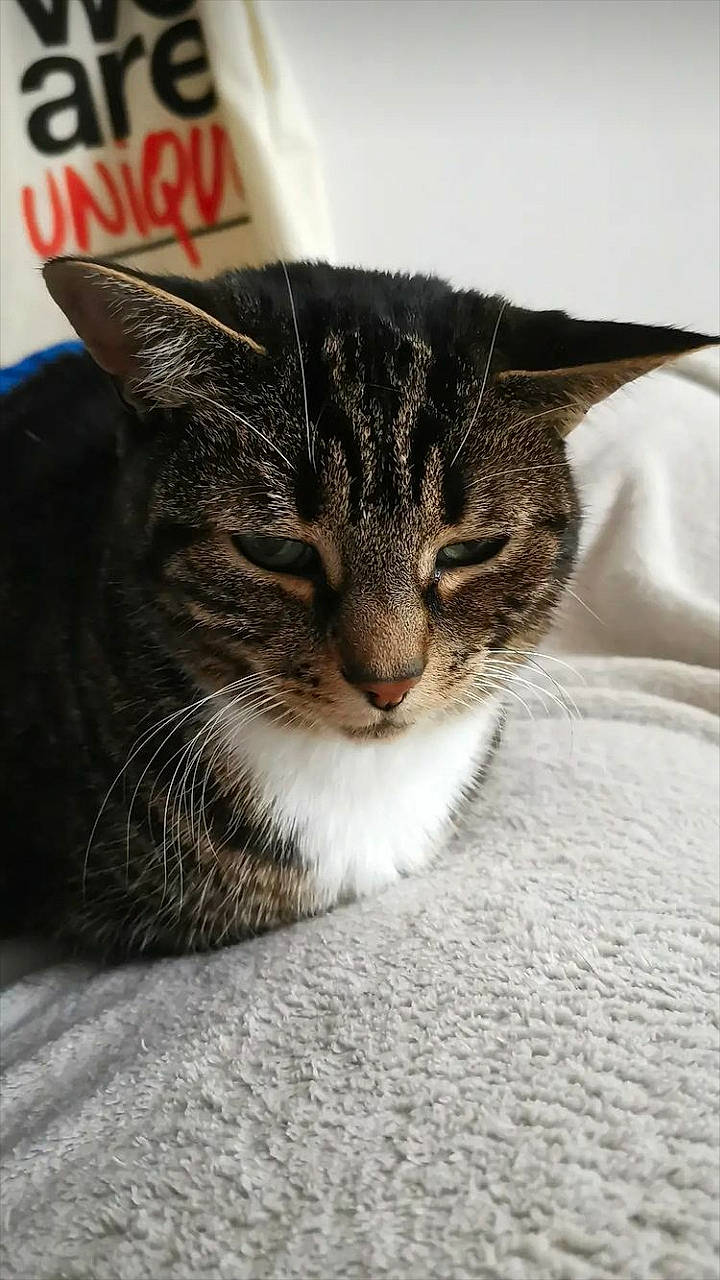 Sergie participe au concours pour gagner de l'argent avec cette photo : carnivore, cat, claw, comfort, domestic_short_haired_cat, felidae, fur, paw, small_to_medium_sized_cats, snout, whiskers