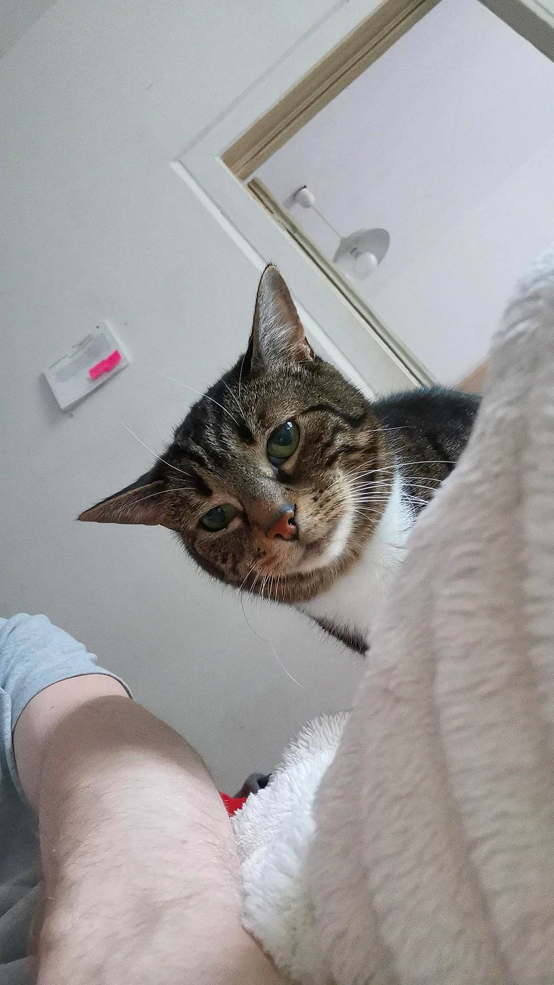 Sergie a rejoint le concours — aidez-le/la à gagner de superbes lots ! carnivore, cat, cat_supply, claw, comfort, domestic_short_haired_cat, door, felidae, fur, paw, room, small_to_medium_sized_cats, snout, whiskers, window