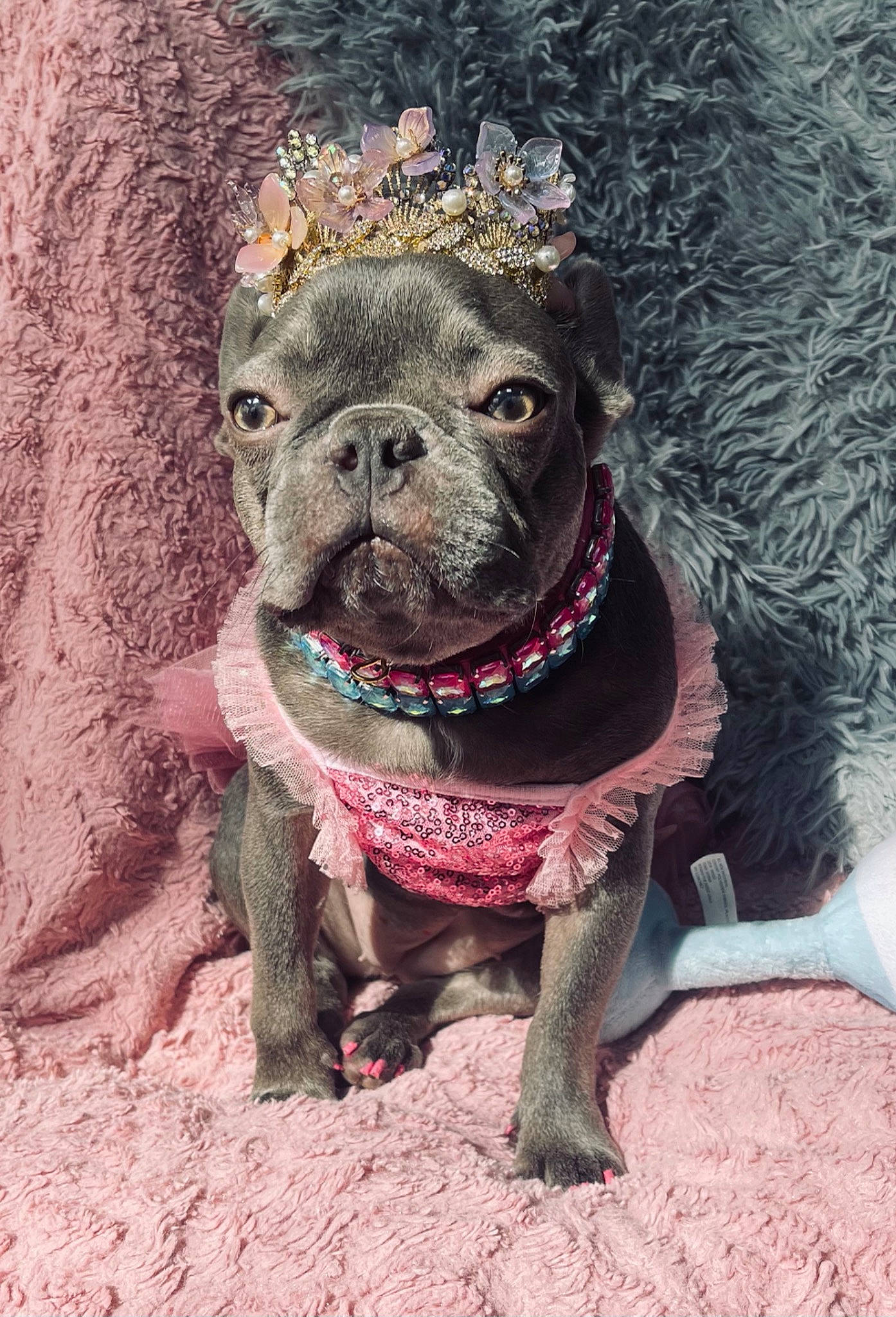 Princess Lola joined the competition — help win amazing prizes! adventure, canidae, carnivore, collar, companion_dog, dog, dog_breed, dog_collar, eye, fashion_accessory, fawn, leash, liver, plant, snout, sporting_group, terrestrial_animal, whiskers, working_animal, wrinkle