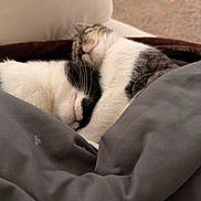 Raphael joined the competition — help win amazing prizes! animal, blanket, cat, closeup, comfort, companion, cozy, cute, domestic, fur, indoor, nap, pets, relaxing, resting, sleeping, snuggle, soft, two_cats, whiskers