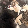 Raphael is registered to the contest to win money with this photo: animal, black_and_white_cat, cat, cats, close_up, collar, companion, cozy, cuddling, cute, feline, fur, indoor, nap, pet, resting, sleeping, soft_surface, tabby_cat, whiskers