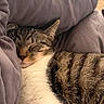 Raphael is registered to the contest to win money with this photo: bed, blanket, cat, closeup, comfort, cozy, cute, domestic_animal, feline, fur, indoor, nap, pet, relaxed, resting, sleeping, soft, tabby, warm, whiskers
