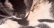 Raphael joined the competition — help win amazing prizes! animal, black_cat, blanket, cat, cats, closeup, companion, cozy, cute, domestic_animal, feline, fur, indoor, pet, relaxation, resting, sleeping, snuggling, tabby_cat, whiskers
