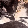 animal, black_cat, blanket, cat, cats, closeup, companion, cozy, cute, domestic_animal, feline, fur, indoor, pet, relaxation, resting, sleeping, snuggling, tabby_cat, whiskers