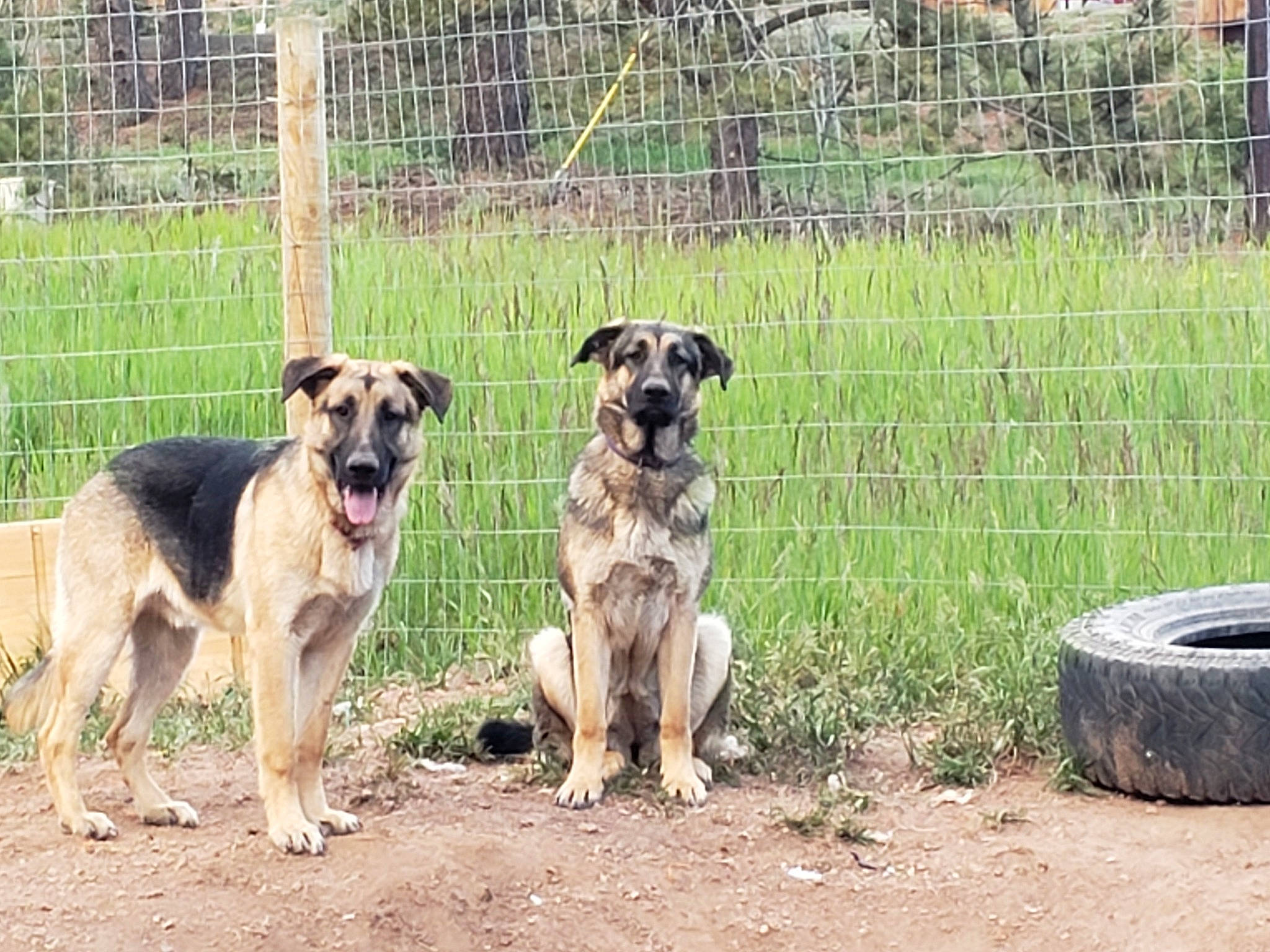 Avalanche And Kodiak