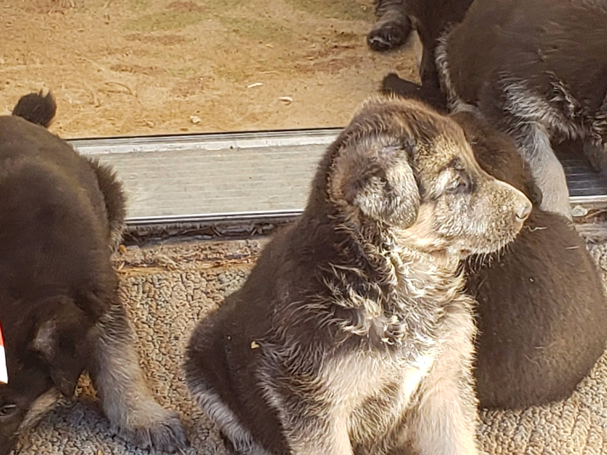 Frosty is registered to the contest to win money with this photo: canidae, carnivore, dog, dog_breed, mammal, snout, sporting_group, street_dog, vertebrate