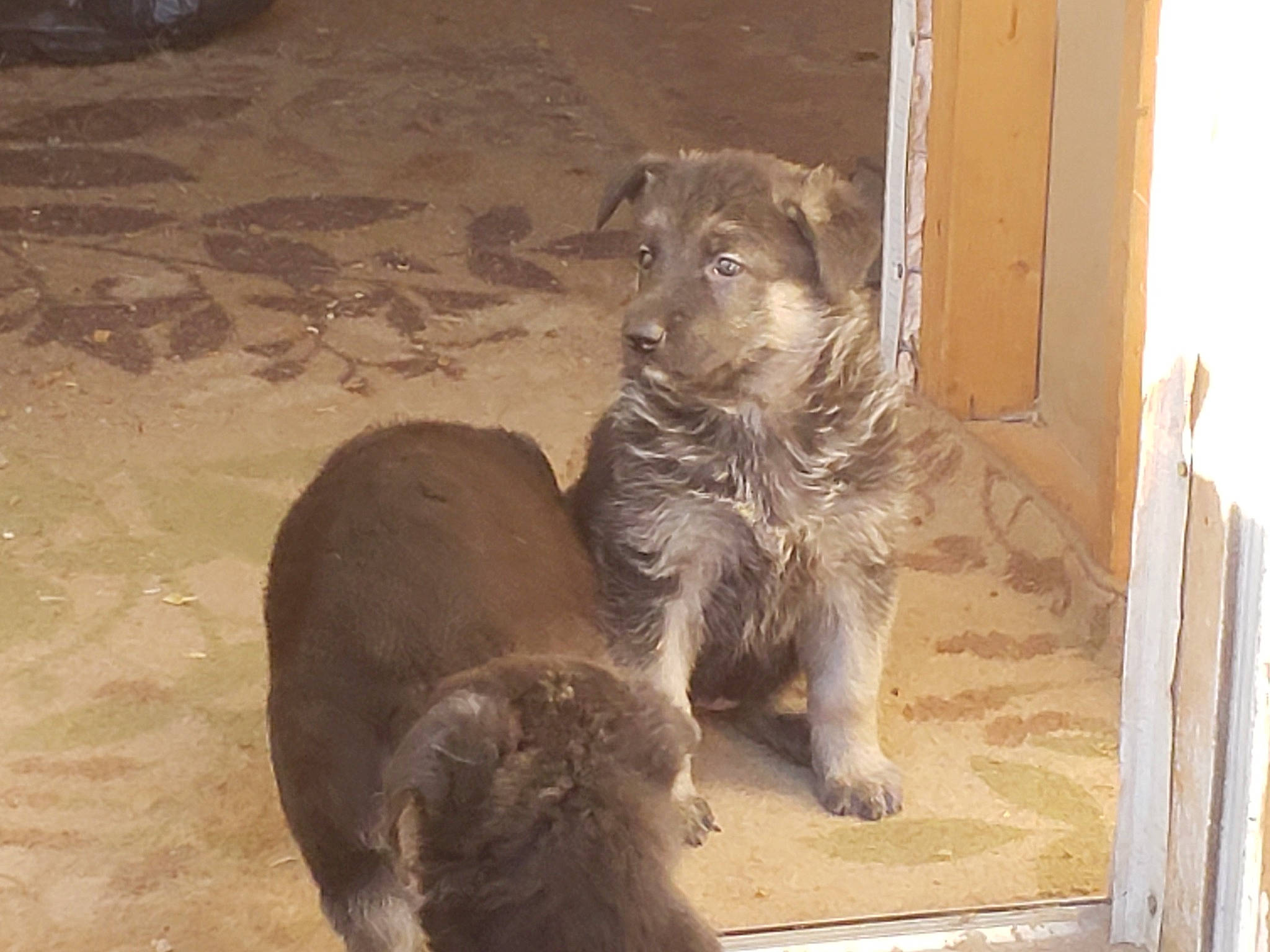 Frosty is registered to the contest to win money with this photo: canidae, carnivore, cesky_terrier, dog, dog_breed, irish_wolfhound, mammal, sporting_group, terrier, vertebrate