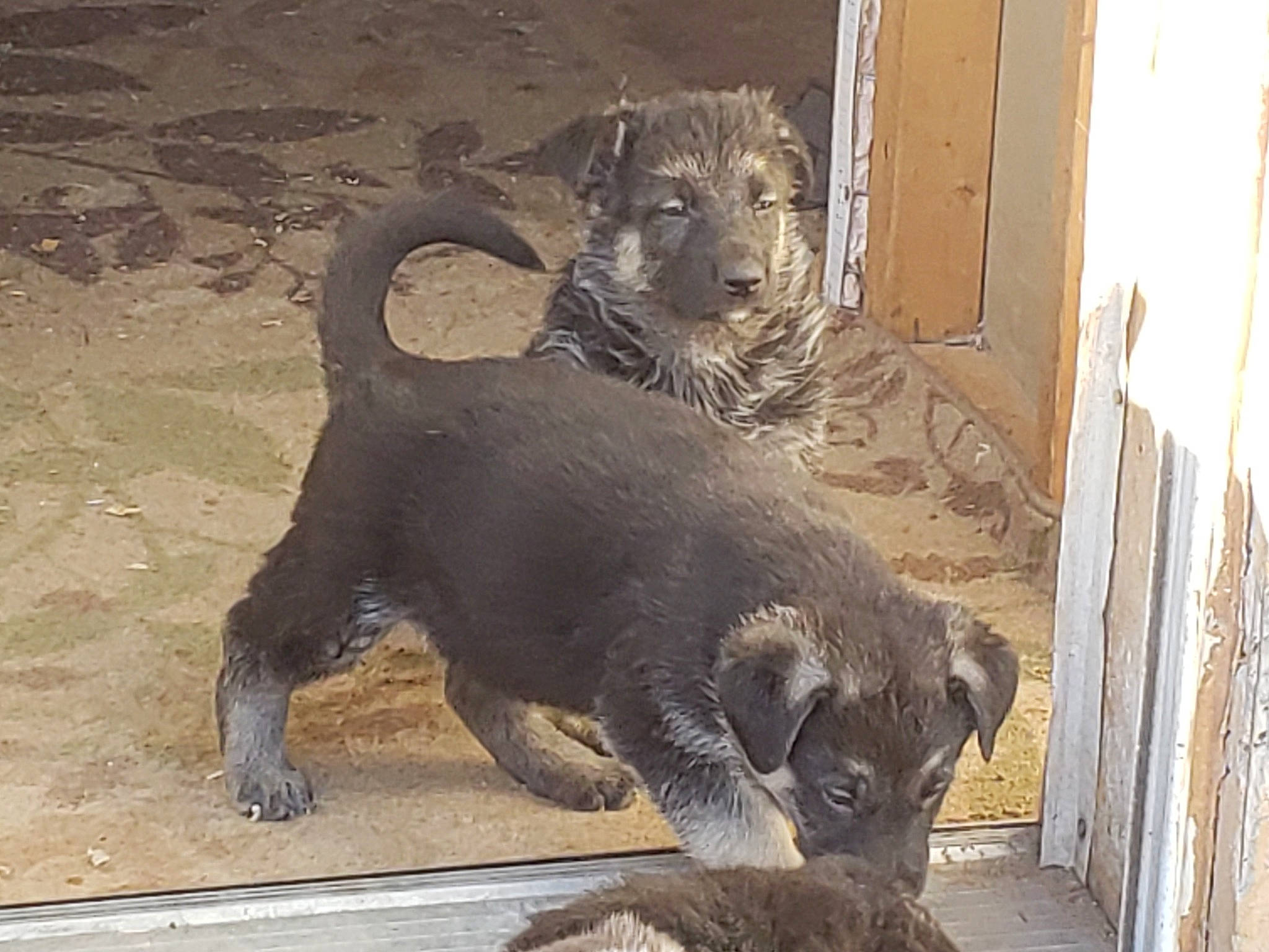 Frosty is registered to the contest to win money with this photo: canidae, carnivore, dog, dog_breed, mammal, sporting_group, street_dog, vertebrate