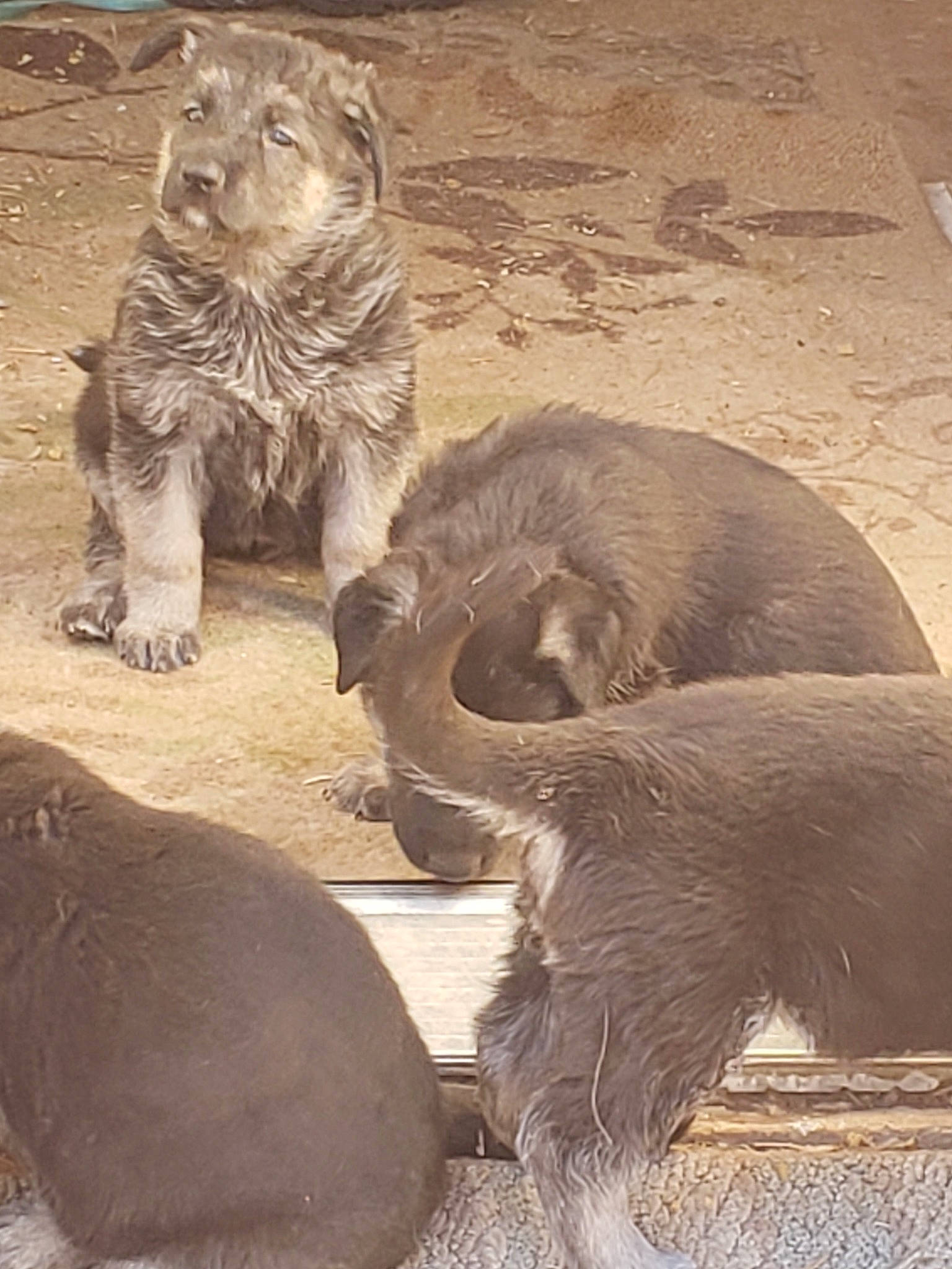 Frosty joined the competition — help win amazing prizes! carnivore, felidae, organism, snout, terrestrial_animal, vertebrate, whiskers, wildlife, zoo