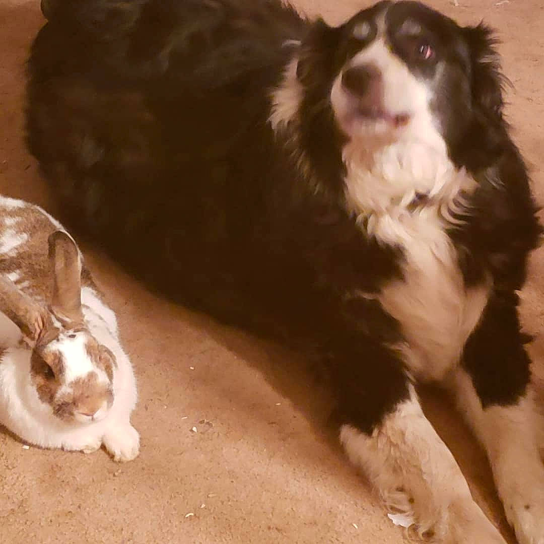 Moose is registered to the contest to win money with this photo: australian_shepherd, border_collie, canidae, carnivore, companion_dog, dog, dog_breed, drentse_patrijshond, english_cocker_spaniel, english_shepherd, english_springer_spaniel, king_charles_spaniel, mammal, miniature_australian_shepherd, rare_breed_dog, russian_spaniel, sporting_group, vertebrate