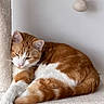 Rox participe au concours pour gagner de l'argent avec cette photo : animal, cat, cat_tree, closeup, cozy, cute, domestic_cat, feline, fur, hanging_ball, indoor, orange_cat, pet, relaxed, resting, sleepy, soft_texture, toy, whiskers, white_cat