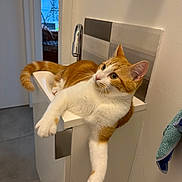 Rox participe au concours pour gagner de l'argent avec cette photo : animal, bathroom, cat, curious, cute, domestic_animal, faucet, feline, household, indoor, orange_cat, paw, pet, relaxed, resting, sink, tile, towel, wall, white_cat