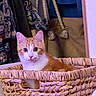 animal, bag, basket, cat, clothing, curious, cute, domestic, ears, eyes, fabric, feline, fur, household, indoor, orange_cat, pet, whiskers, white_cat, woven_basket