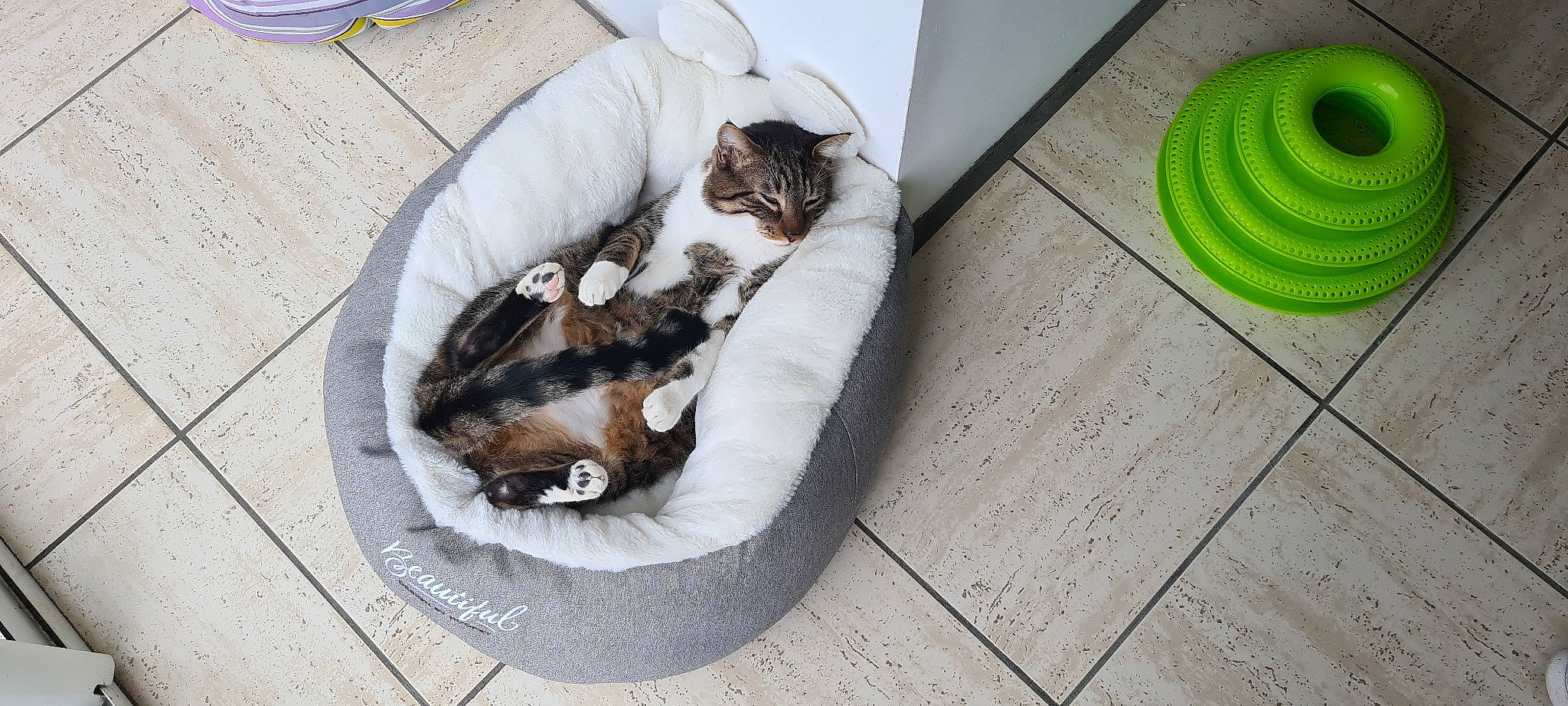 Obiwan a rejoint le concours — aidez-le/la à gagner de superbes lots ! carnivore, cat, cat_supply, circle, comfort, companion_dog, domestic_short_haired_cat, felidae, flooring, fur, hardwood, paw, pet_supply, rectangle, room, small_to_medium_sized_cats, tableware, tail, whiskers, wood