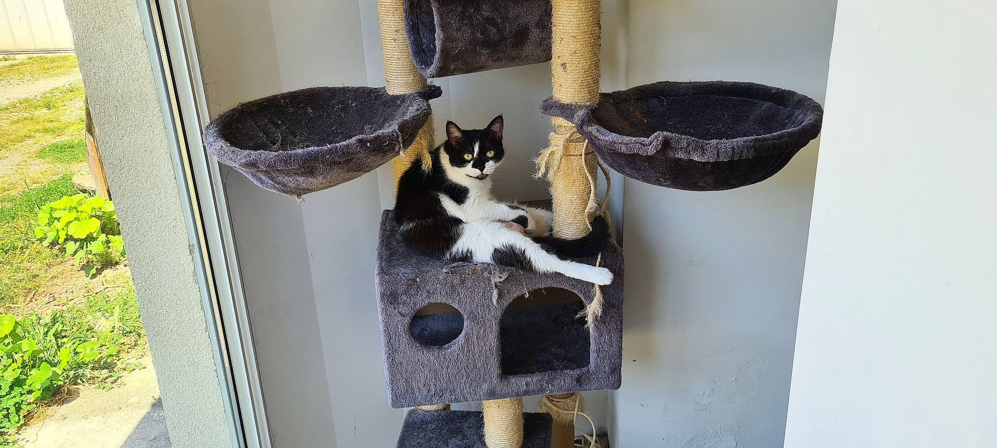 Obiwan participe au concours pour gagner de l'argent avec cette photo : animal_shelter, box, carnivore, cat, cat_furniture, cat_supply, domestic_short_haired_cat, felidae, fur, hardwood, pedestal, pet_supply, room, shelf, shelving, small_to_medium_sized_cats, tail, whiskers, wood