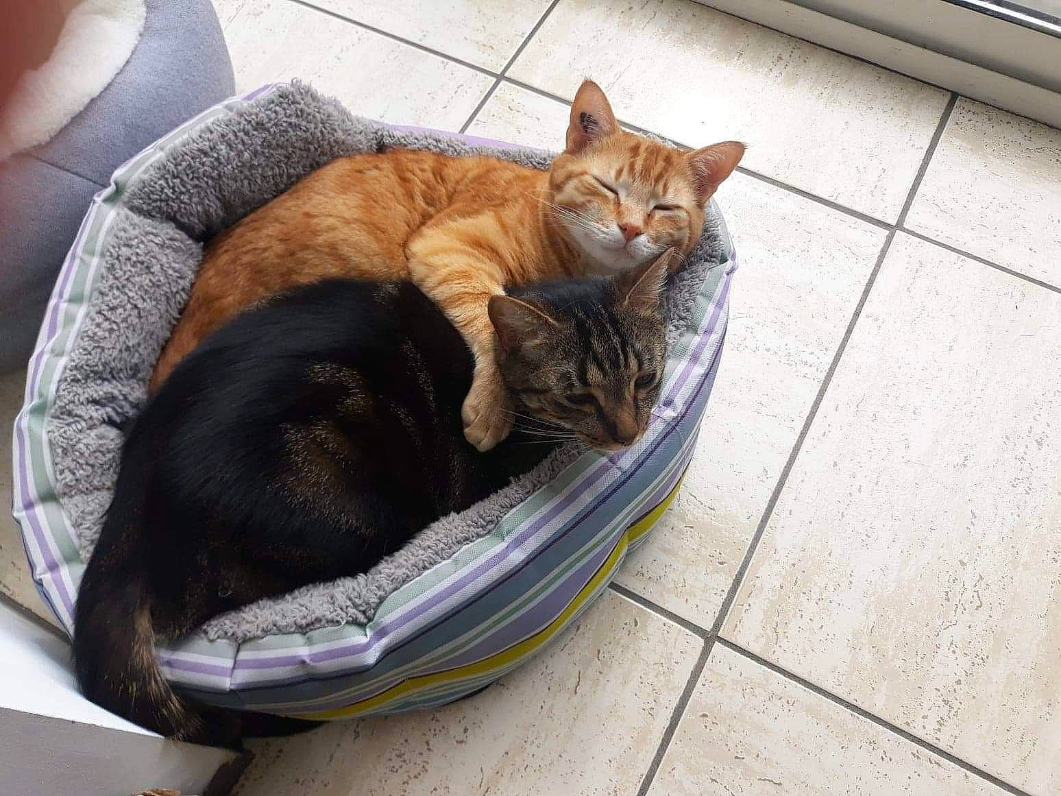 Obiwan a rejoint le concours — aidez-le/la à gagner de superbes lots ! auto_part, carnivore, cat, cat_supply, comfort, domestic_short_haired_cat, felidae, flooring, fur, grass, paw, pet_supply, road_surface, sitting, small_to_medium_sized_cats, sporting_group, tail, tree, whiskers, wood