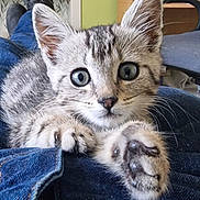 Ninja participe au concours pour gagner de l'argent avec cette photo : animal, blue_eyes, cat, close_up, curious, cute, domestic_animal, feline, fur, house, indoor, jeans, kitten, lap, paw, pet, playful, relaxed, whiskers, young