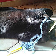 Chipie participe au concours pour gagner de l'argent avec cette photo :