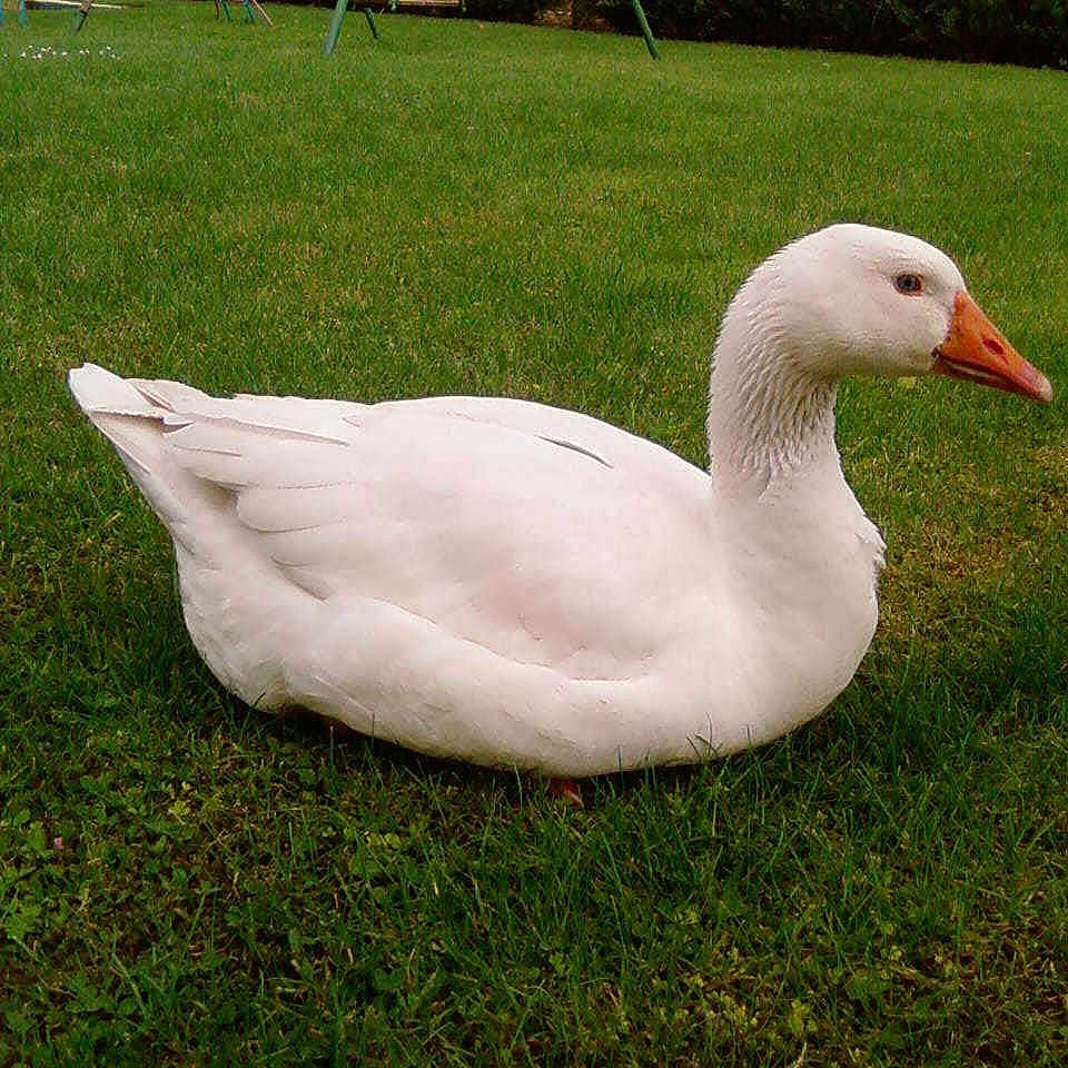 Zoé