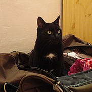 Chipie a rejoint le concours — aidez-le/la à gagner de superbes lots !