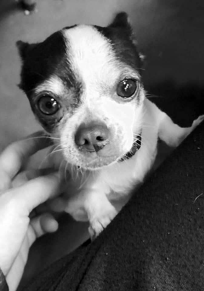 Aria participe au concours pour gagner de l'argent avec cette photo : black, black_and_white, boston_terrier, canidae, carnivore, companion_dog, dog, dog_breed, fawn, flash_photography, fur, monochrome, monochrome_photography, nail, snout, sporting_group, style, toy_dog, whiskers, working_animal