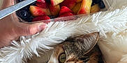 Kayla participe au concours pour gagner de l'argent avec cette photo : cat, fruit_salad, strawberries, blueberries, pineapple, blanket, hand, fork, container, cozy, indoor, fur, curious, pet, snack, colorful, closeup, relaxing, home, cute