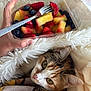 cat, fruit_salad, strawberries, blueberries, pineapple, blanket, hand, fork, container, cozy, indoor, fur, curious, pet, snack, colorful, closeup, relaxing, home, cute