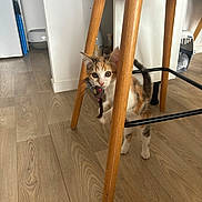 Kayla participe au concours pour gagner de l'argent avec cette photo : kitten, calico, toy_mouse, wooden_chair, wooden_floor, indoor, pet, playful, cat, young_animal, curious, domestic, furniture, flooring, household, animal_toy, small_animal, whiskers, ears, tail