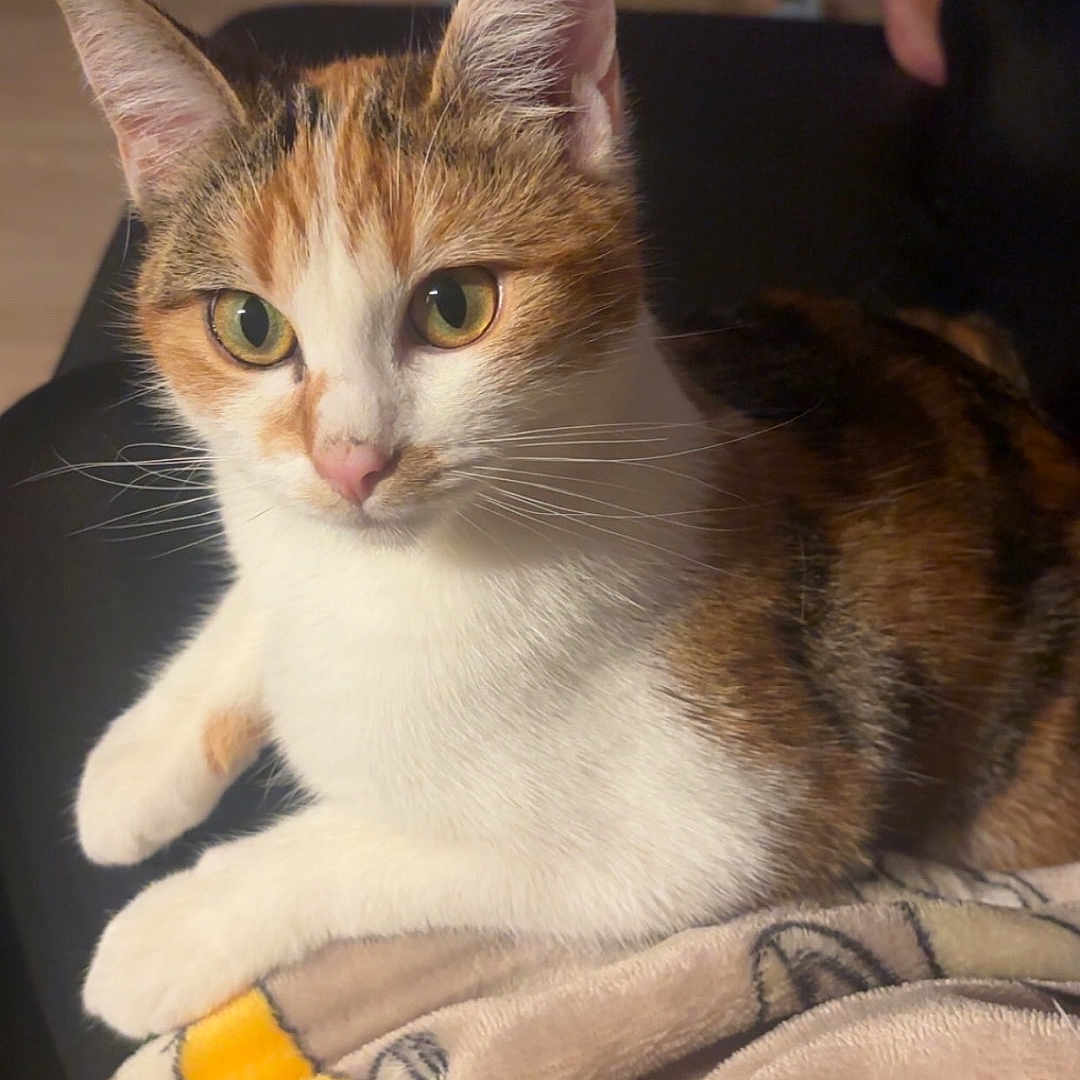 Kayla a rejoint le concours — aidez-le/la à gagner de superbes lots ! animal, blanket, calico_cat, cartoon, cat, cozy, ears, eyes, face, feline, floor, fur, furniture, human_foot, indoor, paw, pet, relaxed, tiger, whiskers