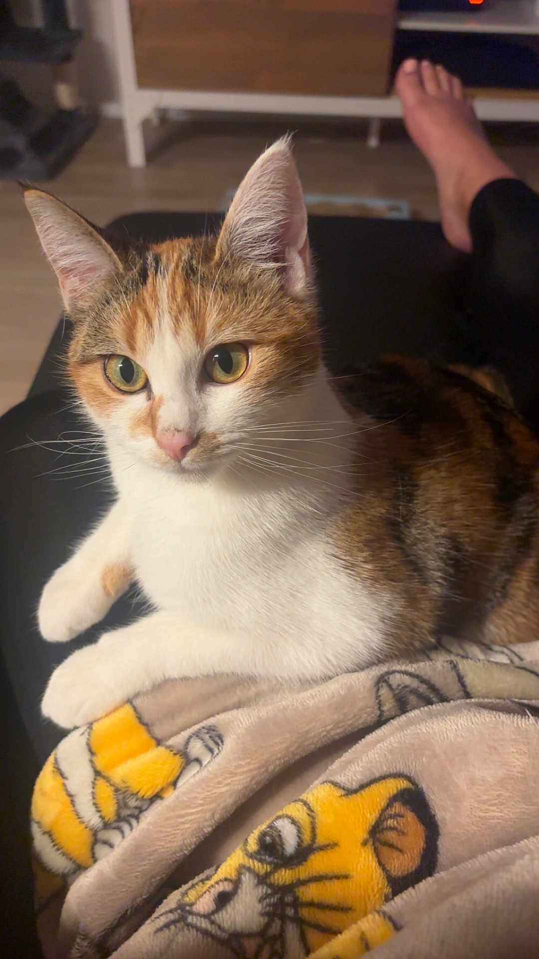 Kayla a rejoint le concours — aidez-le/la à gagner de superbes lots ! cat, calico_cat, animal, pet, feline, blanket, cartoon, tiger, cozy, indoor, relaxed, paw, fur, whiskers, face, ears, eyes, human_foot, floor, furniture