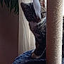 kitten, cat, scratching_post, feather_toy, curtain, indoor, pet, feline, tabby, paw, animal, curious, soft_light, shadow, texture, closeup, playful, houseplant, background, furniture