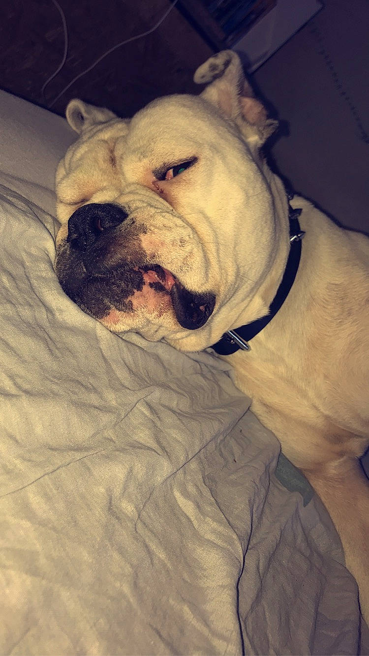 Lexus participe au concours pour gagner de l'argent avec cette photo : bulldog, canidae, carnivore, collar, companion_dog, dog, dog_breed, dog_collar, fawn, fur, molosser, sky, snout, sporting_group, terrestrial_animal, whiskers, white_english_bulldog, window, working_dog, wrinkle