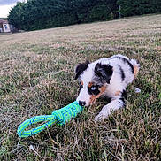 Aïko participe au concours pour gagner de l'argent avec cette photo : puppy, dog, grass, toy, playful, blue_eyes, outdoor, field, nature, tricolor, chewing, young_dog, pet, animal, greenery, summer, evening, grass_field, cute, fur
