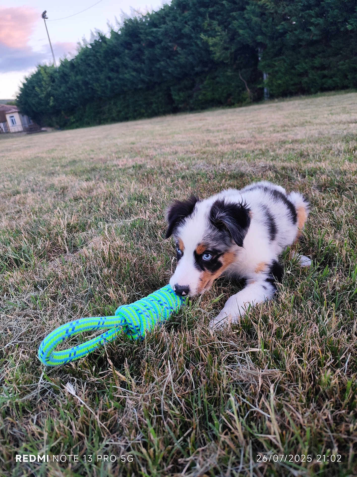 Aïko participe au concours pour gagner de l'argent avec cette photo : puppy, dog, grass, toy, playful, blue_eyes, outdoor, field, nature, tricolor, chewing, young_dog, pet, animal, greenery, summer, evening, grass_field, cute, fur