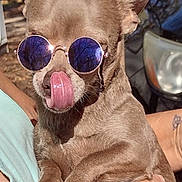 Booger joined the competition — help win amazing prizes! dog, sunglasses, tongue, pet, outdoor, person, hand, car, sunlight, cute, small_dog, brown_fur, wearing_accessory, animal, close_up, holding, casual, summer, funny, portrait