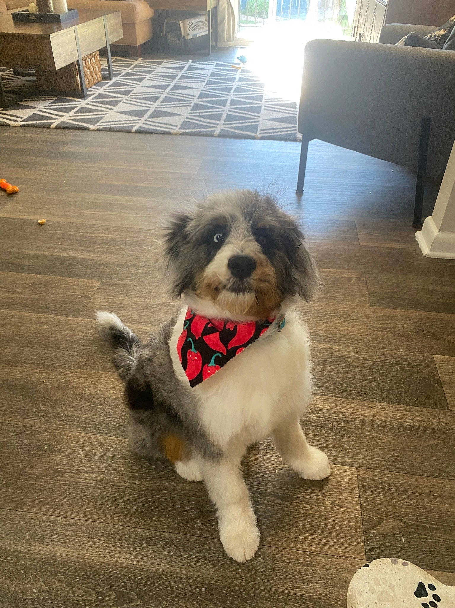 Oakley joined the competition — help win amazing prizes! companion_dog, dog, dog_breed, dog_collar, dog_supply, floor, flooring, fur, hardwood, poodle_crossbreed, puppy_love, road_surface, shih_poo, shih_tzu, small_terrier, tail, terrier, toy_dog, wood, working_animal