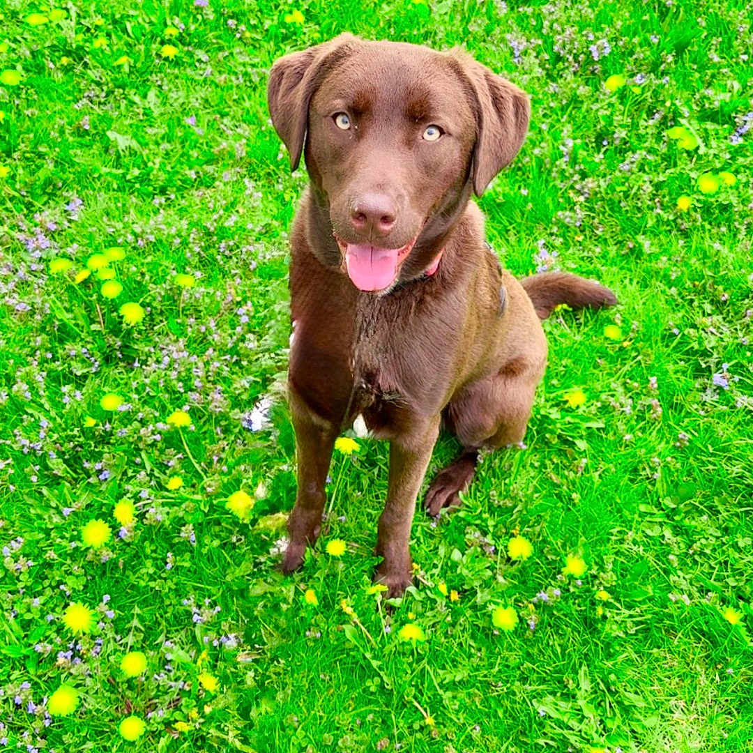 Bear is registered to the contest to win money with this photo: animal, bright, canine, chocolate_labrador, cute, dandelions, dog, field, flowers, grass, greenery, happy, nature, outdoor, pet, playful, puppy, sitting, summer, tongue_out