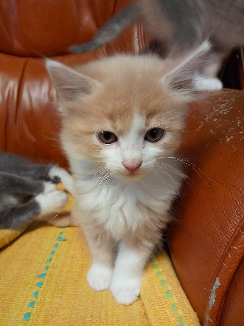 Archie a rejoint le concours — aidez-le/la à gagner de superbes lots ! carnivore, cat, claw, comfort, domestic_short_haired_cat, fawn, felidae, flooring, fur, iris, paw, small_to_medium_sized_cats, snout, tail, whiskers