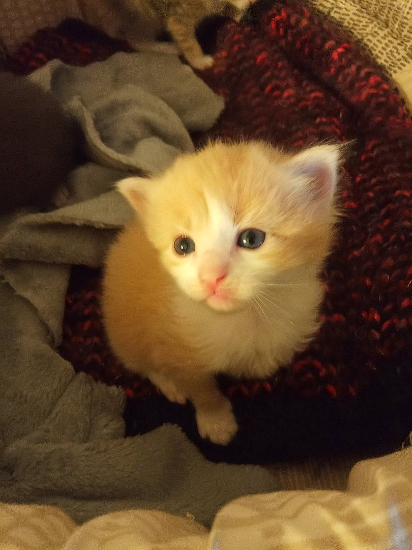 Archie participe au concours pour gagner de l'argent avec cette photo : carnivore, cat, claw, comfort, fawn, felidae, fur, paw, plant, small_to_medium_sized_cats, snout, tail, whiskers