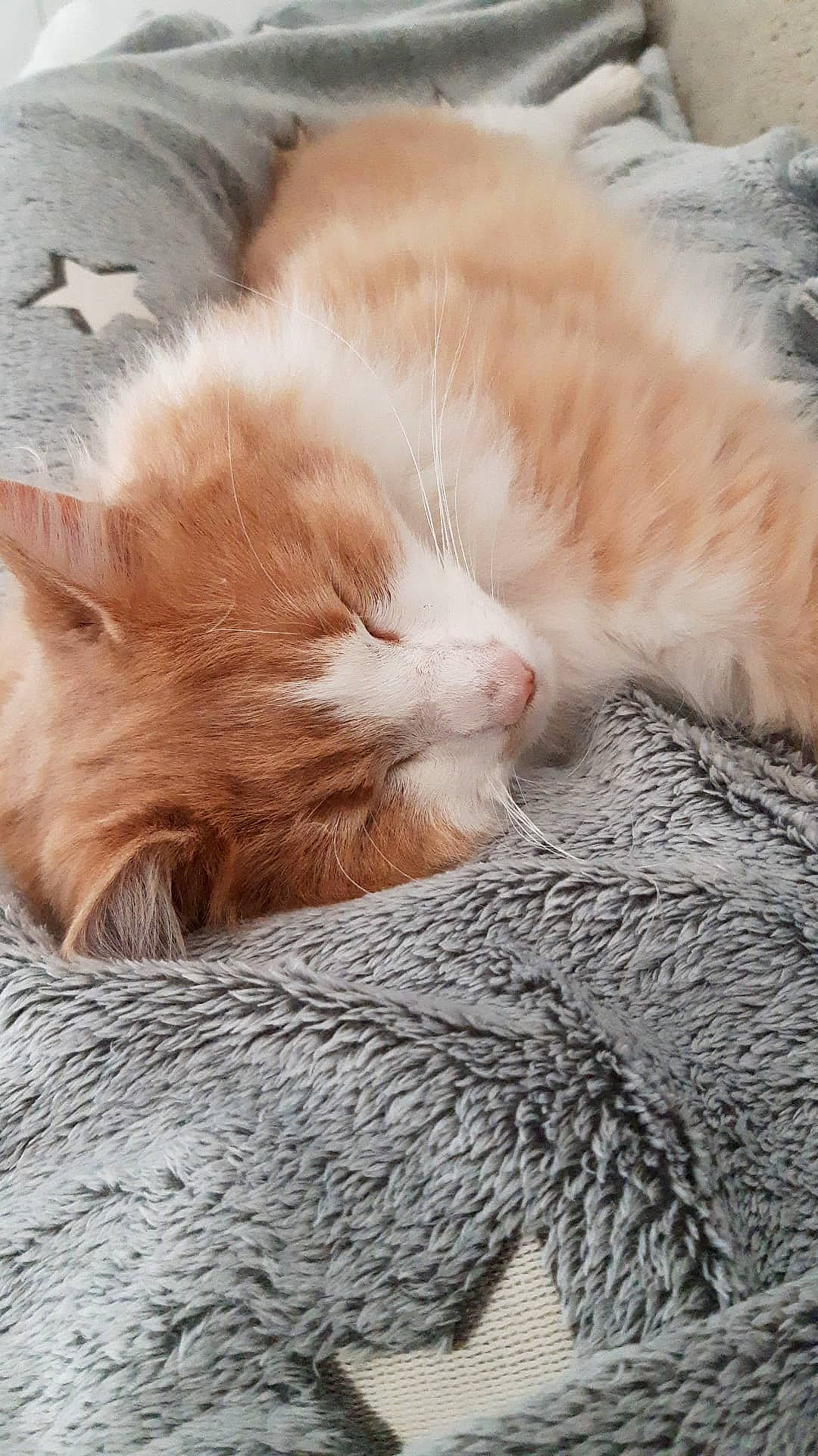 Archie a rejoint le concours — aidez-le/la à gagner de superbes lots ! carnivore, cat, claw, comfort, domestic_short_haired_cat, fawn, felidae, fur, human_leg, nap, paw, sand, sleep, small_to_medium_sized_cats, snout, tail, whiskers, wood