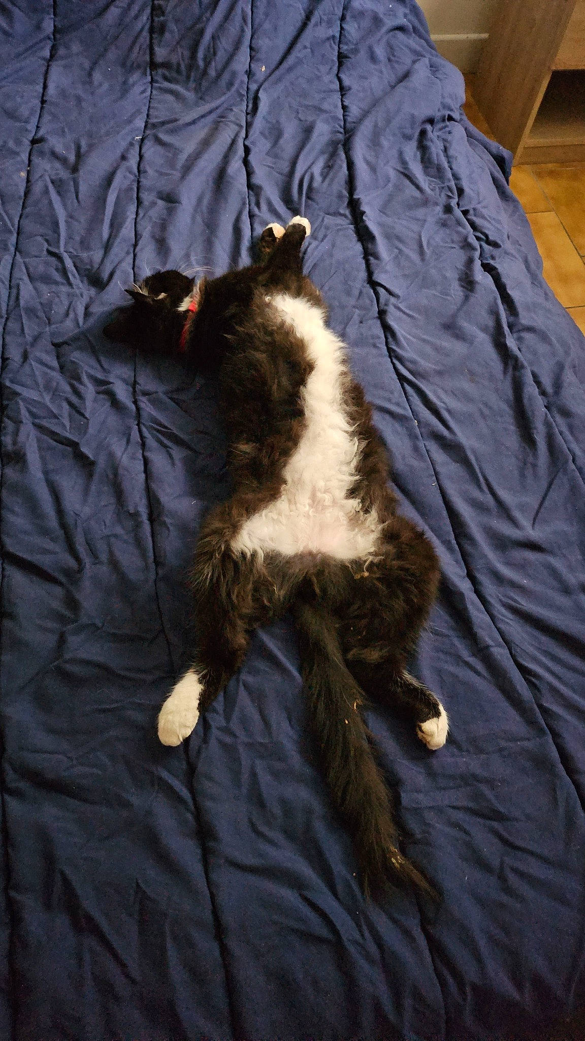 Canabis participe au concours pour gagner de l'argent avec cette photo : beard, canidae, carnivore, cat, claw, comfort, companion_dog, dog_breed, felidae, fur, linens, sleeve, small_to_medium_sized_cats, sporting_group, tail, terrestrial_animal, whiskers