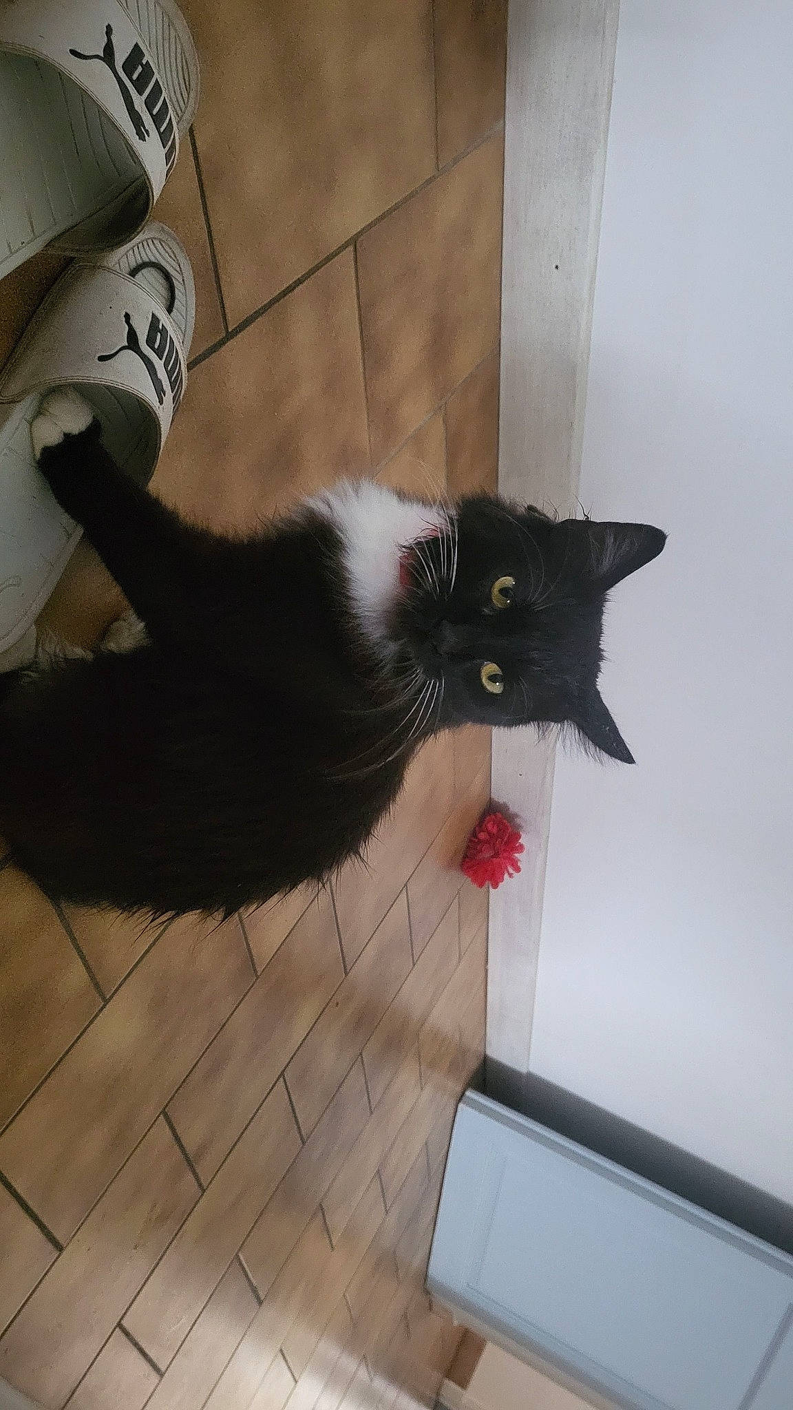 Canabis a rejoint le concours — aidez-le/la à gagner de superbes lots ! black_cat, carnivore, cat, claw, comfort, domestic_short_haired_cat, felidae, flooring, fur, hardwood, paw, small_to_medium_sized_cats, snout, tail, terrestrial_animal, varnish, whiskers, wood, wood_flooring, wood_stain