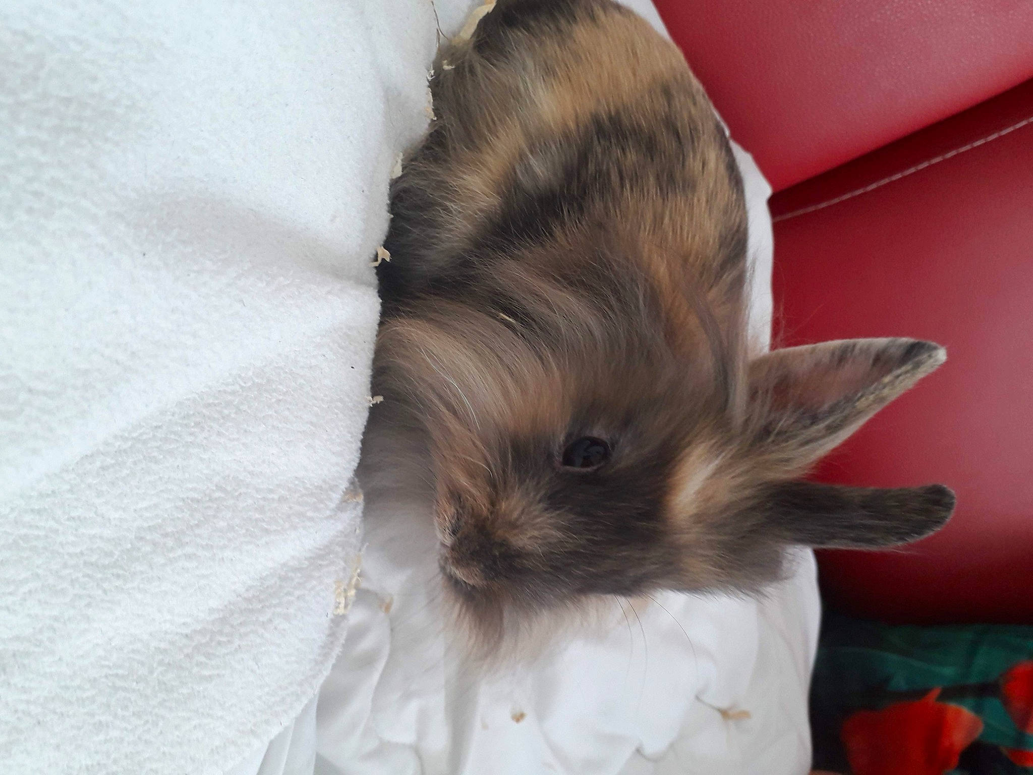 Pompon participe au concours pour gagner de l'argent avec cette photo : canidae, carnivore, companion_dog, dog_breed, domestic_rabbit, ear, eye, fawn, felidae, fur, liver, rabbit, rabbits_and_hares, rodent, small_to_medium_sized_cats, snout, sporting_group, tail, toy_dog, whiskers