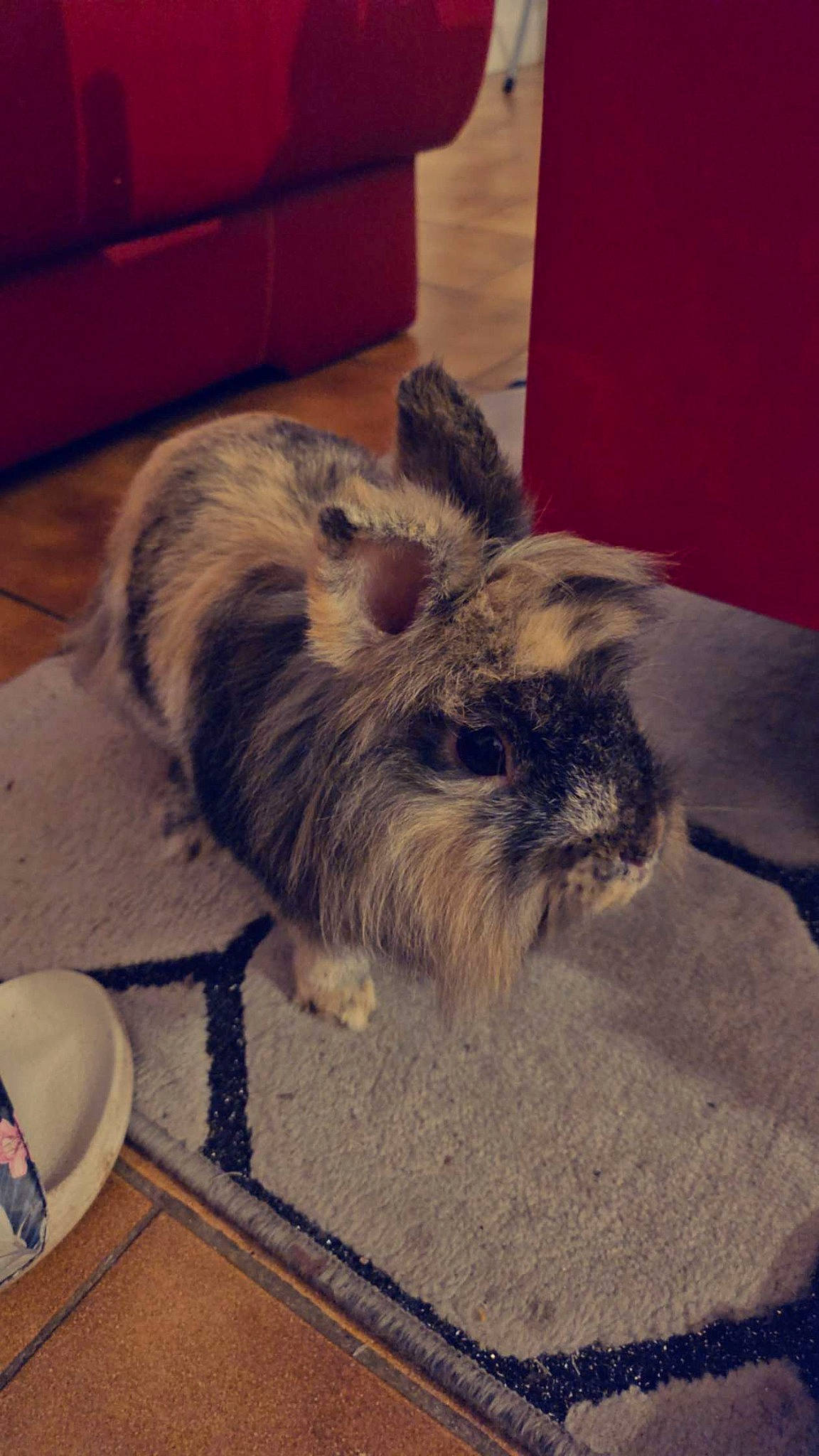 Pompon a rejoint le concours — aidez-le/la à gagner de superbes lots ! chest_of_drawers, companion_dog, dog_breed, domestic_rabbit, drawer, felidae, floor, flooring, fur, hardwood, rabbit, rabbits_and_hares, serveware, small_terrier, small_to_medium_sized_cats, snout, tail, terrier, toy_dog, whiskers